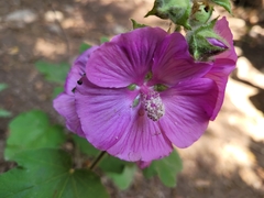 Malva olbia