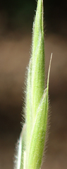 Bromus grandis