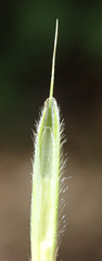 Bromus grandis