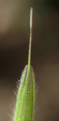 Bromus grandis