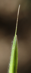 Bromus grandis