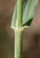 Bromus grandis
