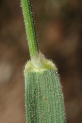 Bromus grandis