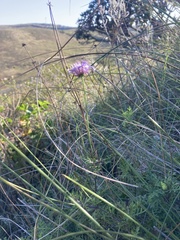 Scabiosa albanensis