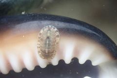 Ischnochiton comptus