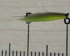 Bromus grandis
