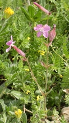Silene psammitis