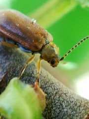 Galerucella calmariensis