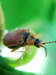 Galerucella calmariensis