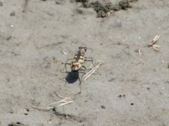 Cephalota circumdata circumdata