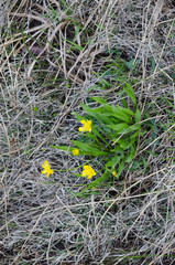 Ranunculus alismifolius