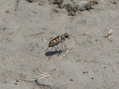 Cephalota circumdata circumdata