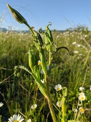 Tragopogon undulatus