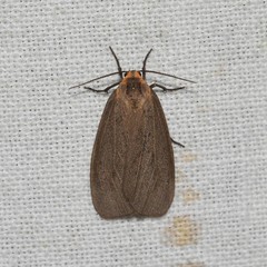 Pagara simplex