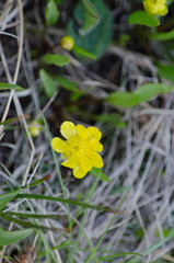 Ranunculus alismifolius