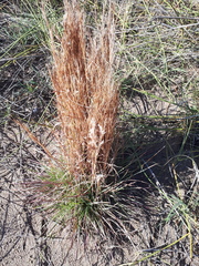 Schizachyrium spicatum