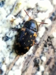 Mycetophagus atomarius