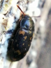Mycetophagus atomarius