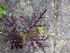 Brassica rapa nipposinica