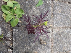 Brassica rapa nipposinica