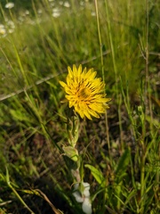 Tragopogon undulatus