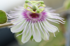 Passiflora santiagana