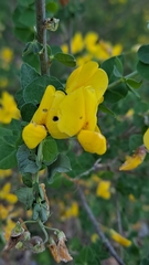 Cytisophyllum sessilifolium