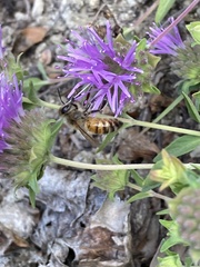 Apis mellifera