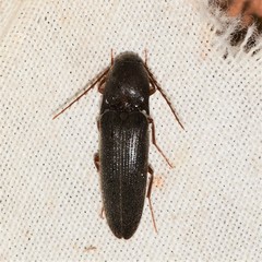Megapenthes insignis