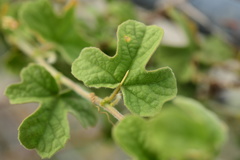 Passiflora santiagana