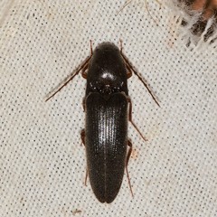 Megapenthes insignis
