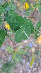 Cytisophyllum sessilifolium