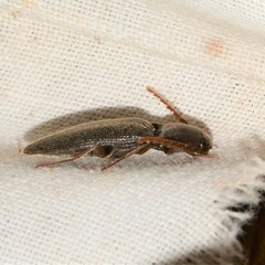 Megapenthes insignis