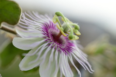 Passiflora santiagana