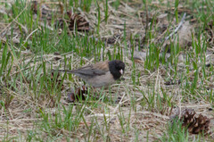 Junco hyemalis thurberi