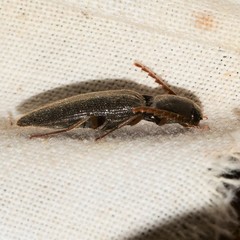 Megapenthes insignis