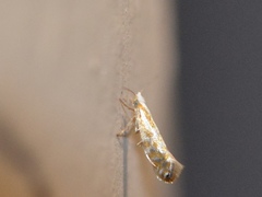 Argyresthia freyella
