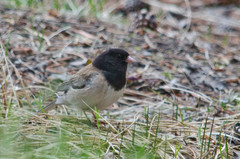 Junco hyemalis thurberi