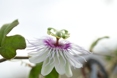 Passiflora santiagana