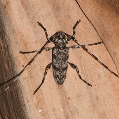 Acanthocinus obsoletus