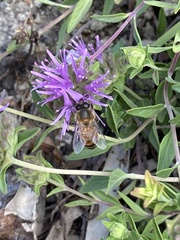 Apis mellifera