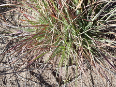Schizachyrium spicatum