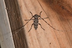 Acanthocinus obsoletus