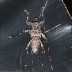 Acanthocinus obsoletus