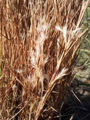 Schizachyrium spicatum