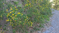 Cytisophyllum sessilifolium