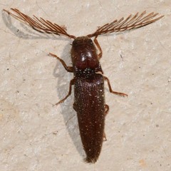 Dicrepidius palmatus