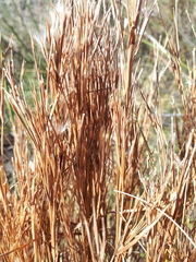 Schizachyrium spicatum