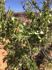 Fraxinus anomala
