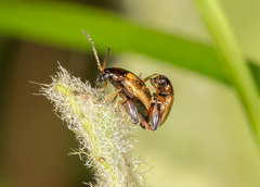 Longitarsus nigrofasciatus